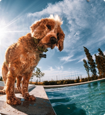 Dionisos Luxury Villas